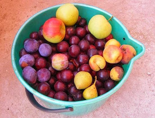 Fructe coapte pentru tuica reteta cu prune caise mere gutui pere corcoduse retete alcool de casa,