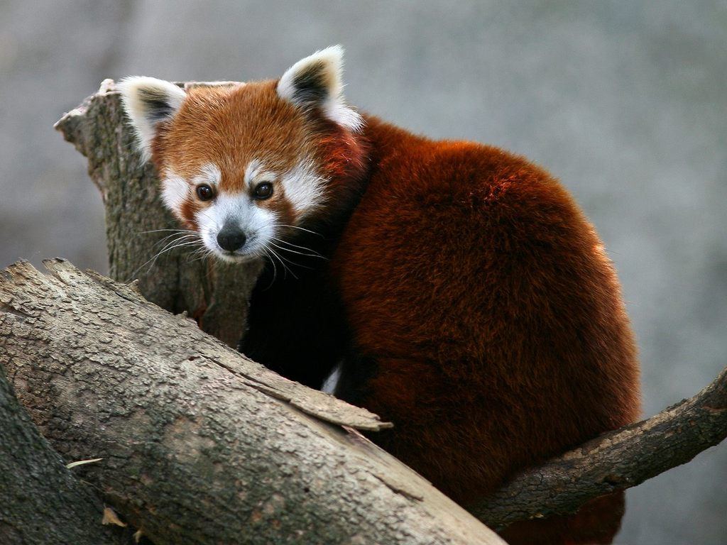 PicturesPool: Beautiful Panda Bears | Red Panda,PolarBears,KoalaBears