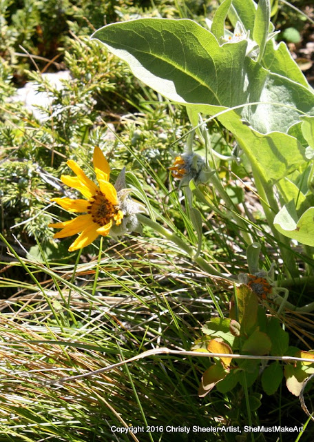 Balsamroot, with yellow orange petals, remind me of a sunflower, with dark brown center.