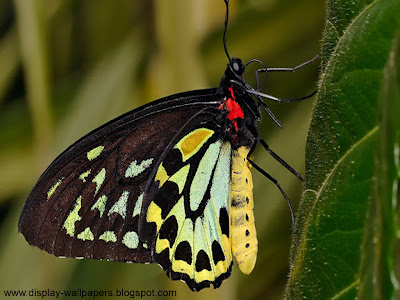 Butterfly Desktop Wallpaper HD