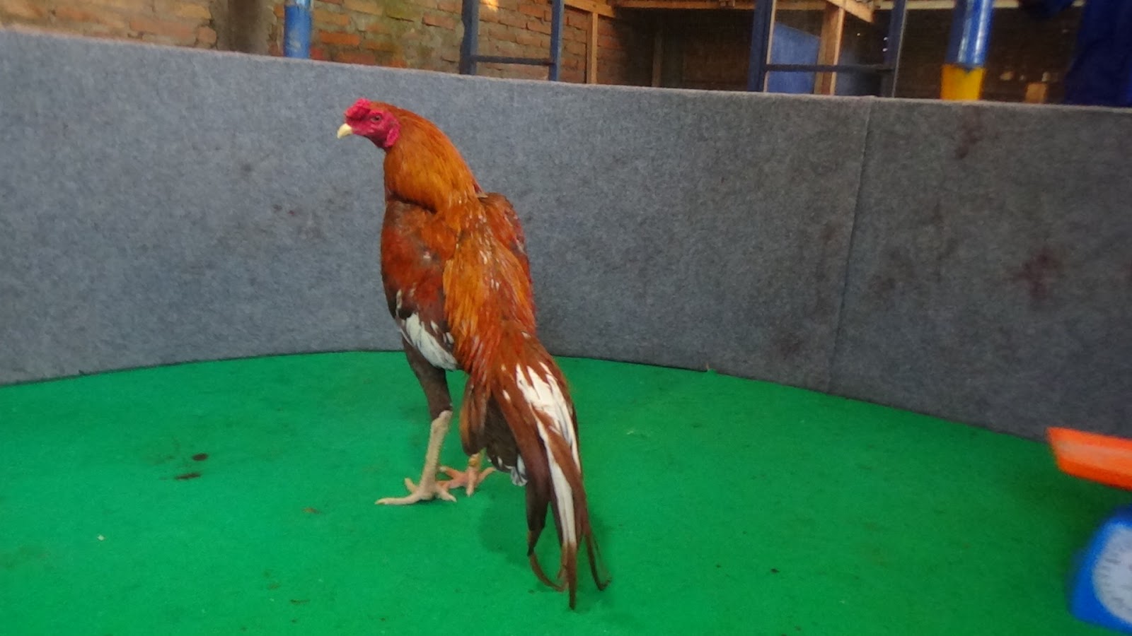 Ayam Petarung Jogjakarta: SI BIOLA PUKULAN 3 TON(BERVIDIO)