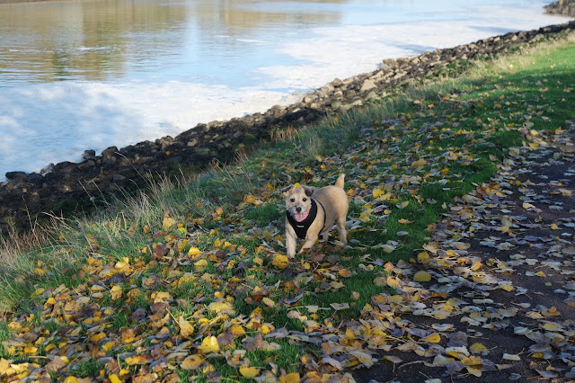 Dog Walk -Teesside - River Tees - Tees Barrage