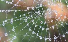 SpiderWeb Marketing - an Unbiased Review of SpiderWeb Marketing