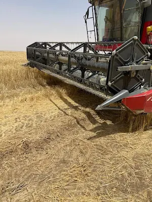 محافظ أسوان توريد 73 % بواقع 140 ألف طن من محصول القمح