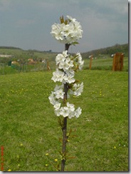 Cseresznyefánk