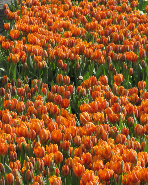 Tulips for Rome offered by Transavia, Piazza di San Silvestro, Rome