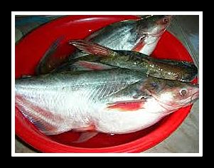 WARISAN TIMUR: Ikan Oh Ikan….