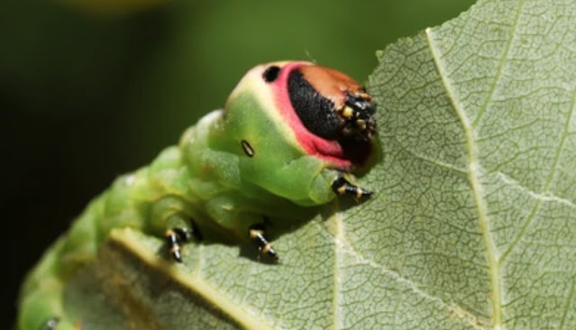 Which insects are the worst enemies of your kitchen garden