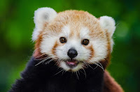 40 Weeks Pregnant Red Panda