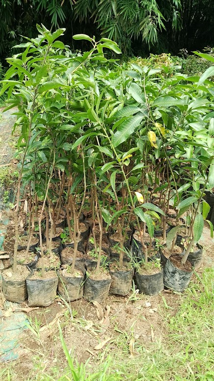 bibit mangga harum manis dapat unggul cepat berbuah batang Sumatra Selatan