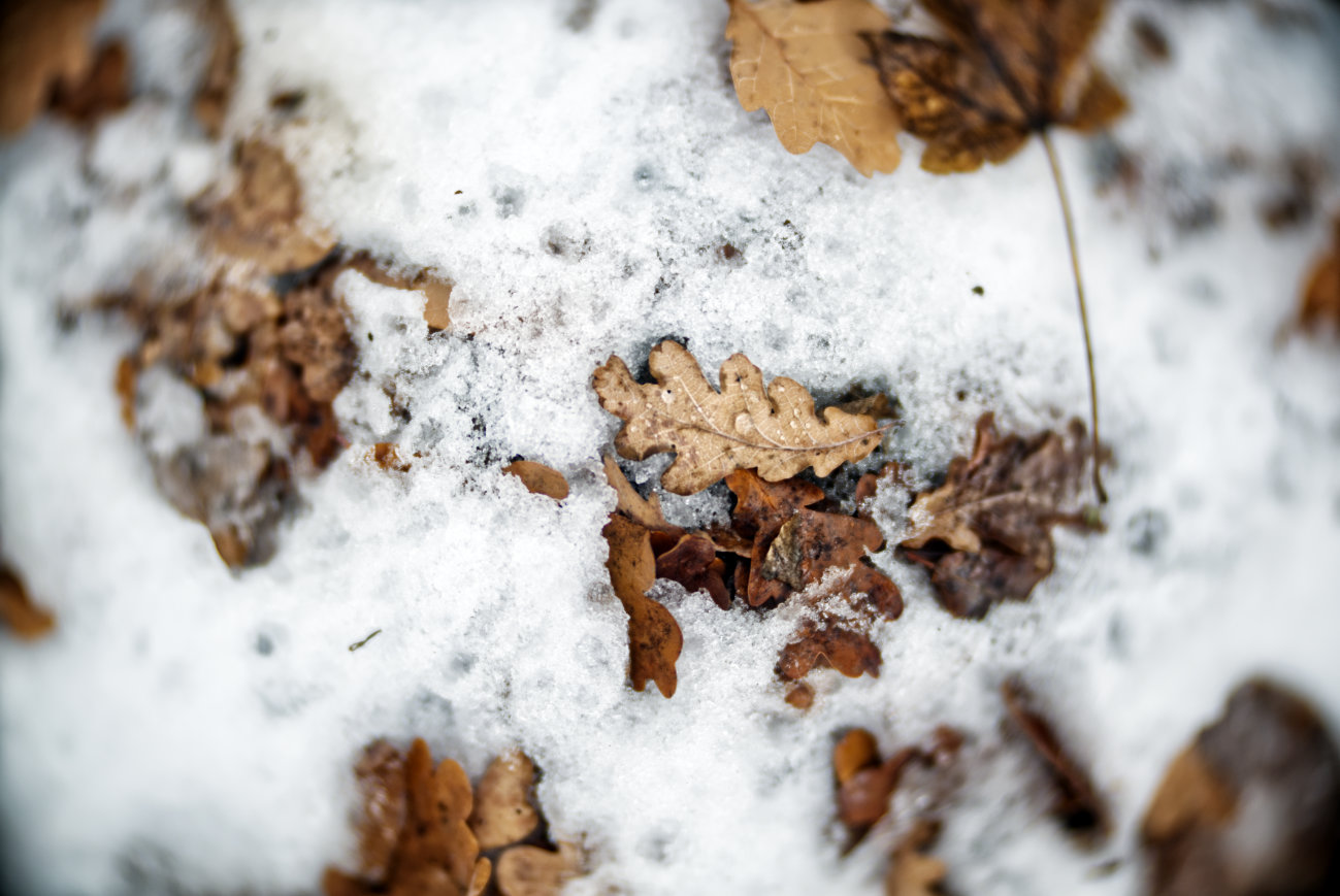 Close to the ground” #53 — Eichenblätter auf Schnee serviert