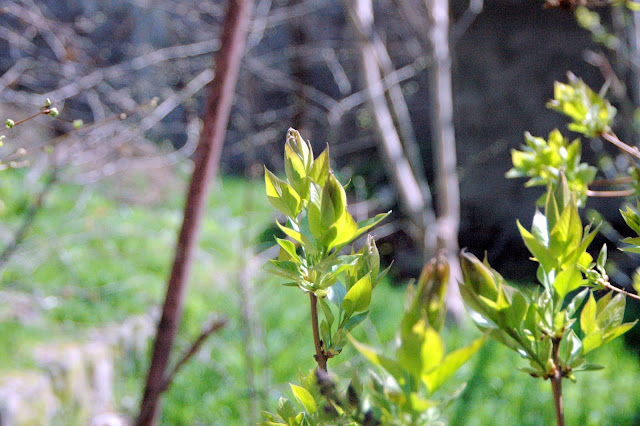 spring in Yerevan.lilac