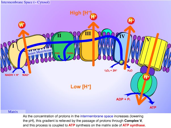 electron transport chain. Electron transport chain