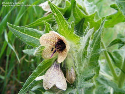 http://www.biodiversidadvirtual.org/herbarium/Hyoscyamus-niger-L.-img275061.html