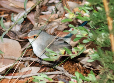 Splendid Fairy-Wren (Malurus splendens)