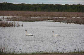 swans on local water