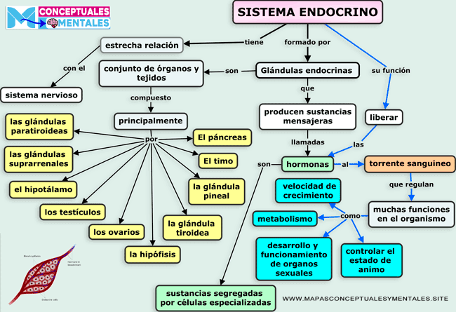 Mapa conceptual del sistema endocrino