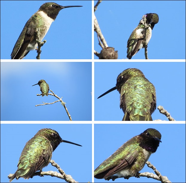 Hummingbird_Collage