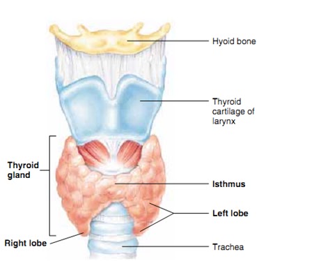 Catatan Kuliah THYROID 