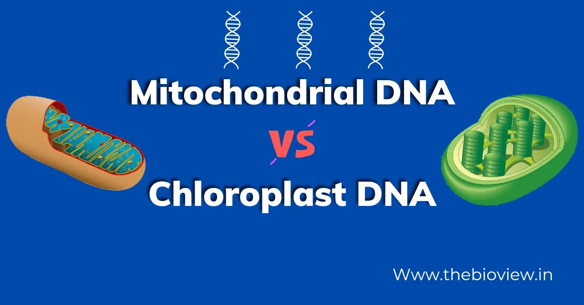 Difference Between Mitochondrial DNA and Chloroplast DNA