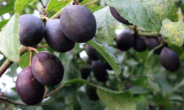 Purple damsons on a branch.