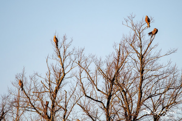 Red kite