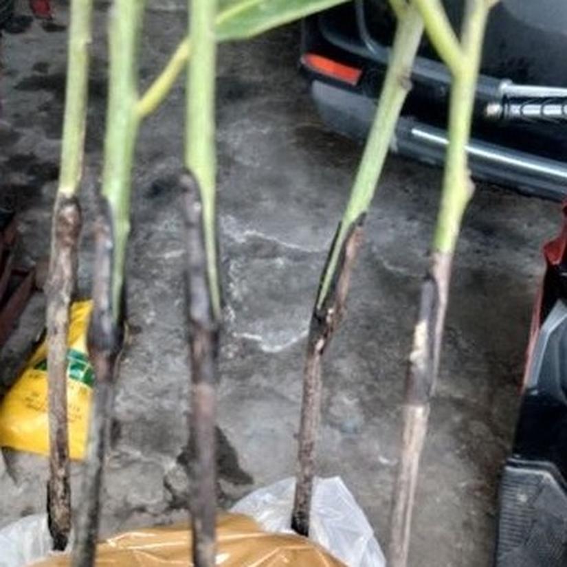 Black Sapote Stek Pucuk Cepat Berbuah Kepulauan Riau