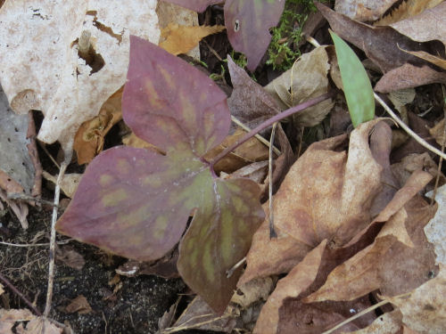 sharp lobed hepatica leaves