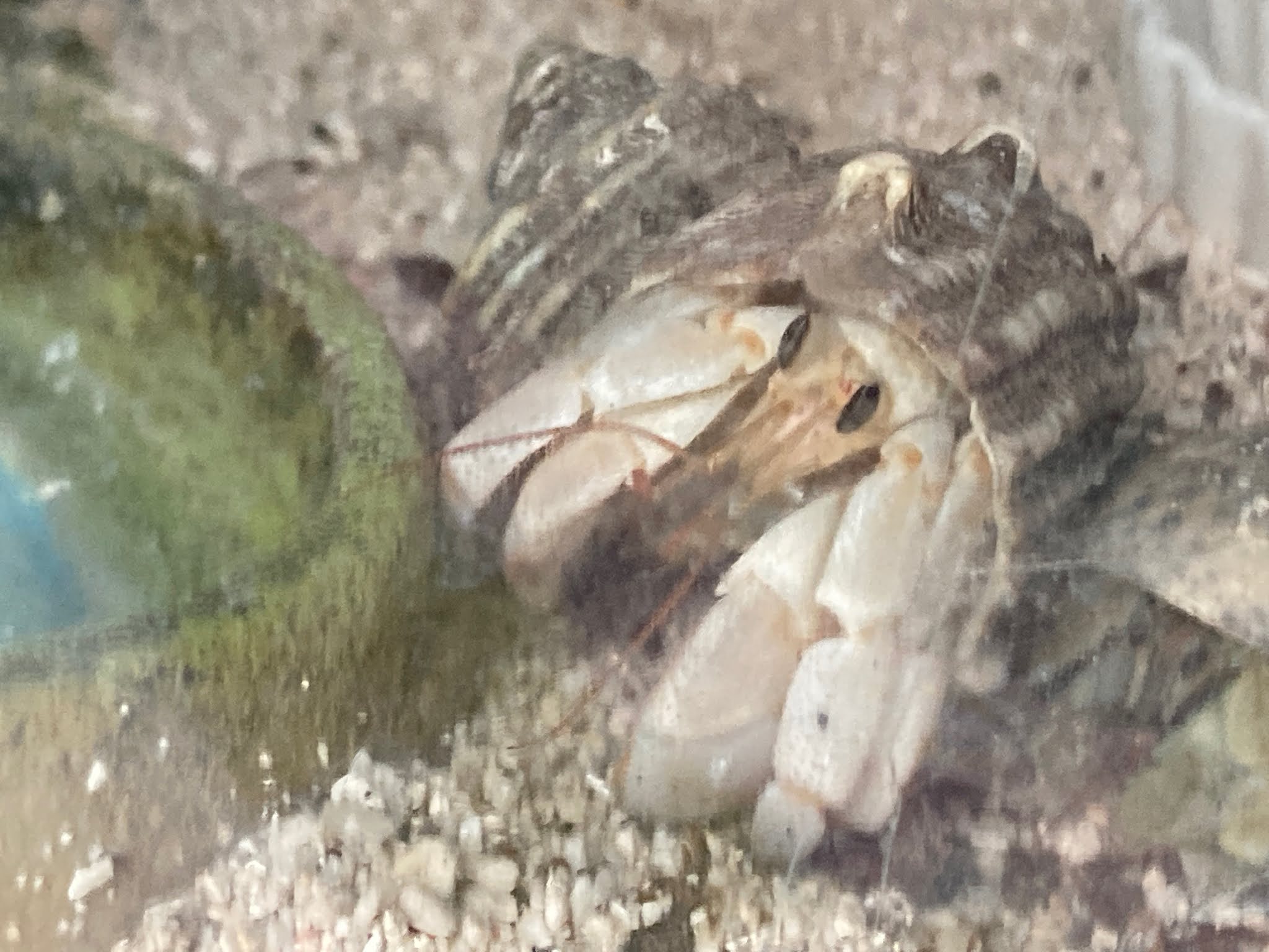 オカヤドカリ育成日記 宿替えで成長 3年目を迎えました モニオの部屋
