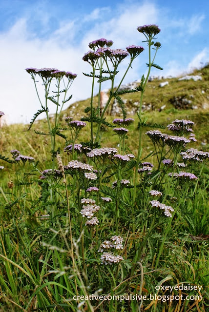 Yarrow (Achillea millefolium)