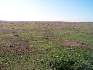 proyectos de reforestacion en españa