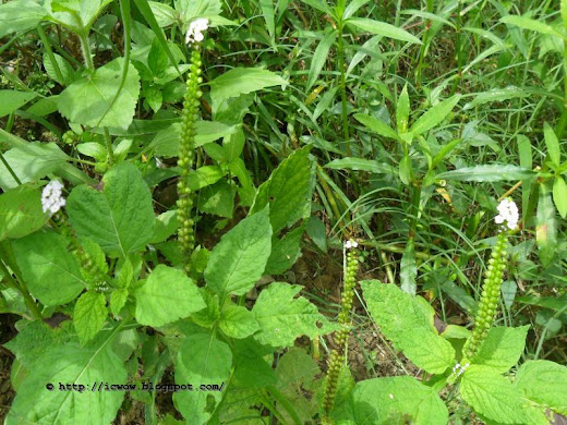 Indian Heliotrope, Heliotropium indicum
