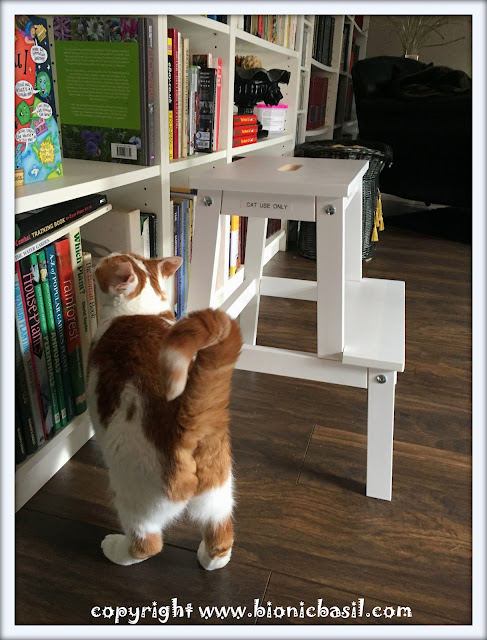 Meet Amber, the esteemed head librarian of The Mewton-Clawson Library at BBHQ, perched proudly beside her exclusive ‘CAT USE ONLY’ step stool. As the resident library cat and feline face of this beloved book haven, Amber brings warmth, wisdom, and whiskers to every corner of the library. Whether she’s overseeing story time or napping amidst literary classics, Amber embodies the charm and character of The Mewton-Clawson Library—where cats and curiosity are always welcome, visit her at www.bionicbasil.com every Friday.