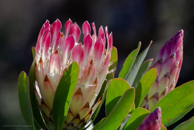 King Protea Kirstenbosch Botanical Garden Cape Town Photographer Vernon Chalmers