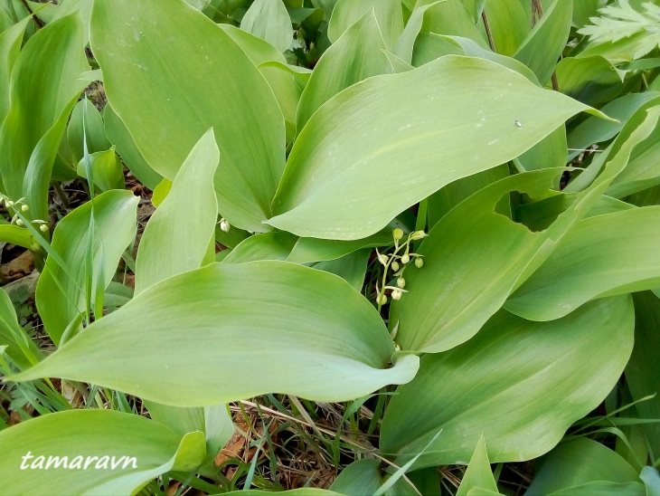 Ландыш Кейзке / Ландыш маньчжурский (Convallaria keiskei)