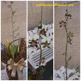 orquidea colmanara