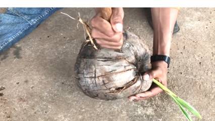 Mudah Banget Cara  Membuat  Asbak dari  Batok  Kelapa  Beserta  