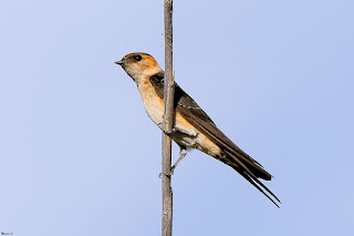 golondrina-daurica-cecropis-daurica-adulto-