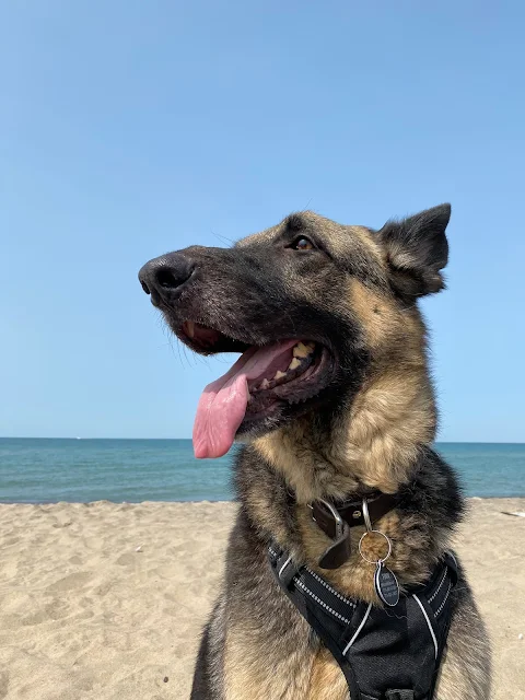 Big boy Finn on the beach