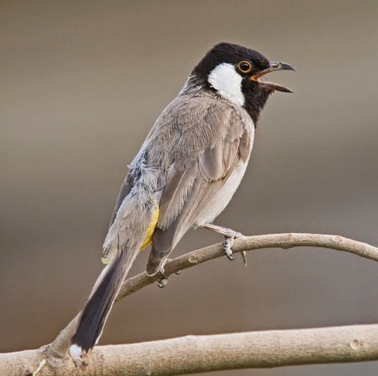 suara burung kutilang