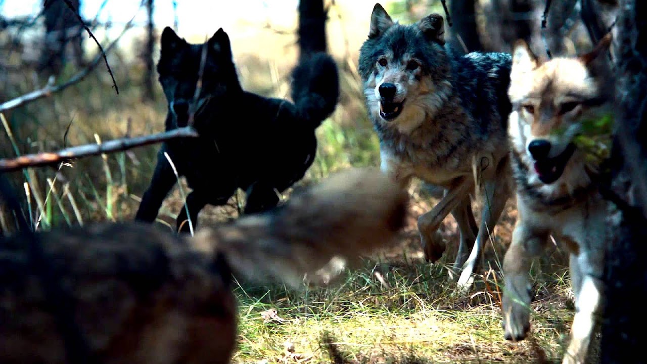 Blue Wilderness Dog Food Commercial