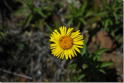 Inula salicina2