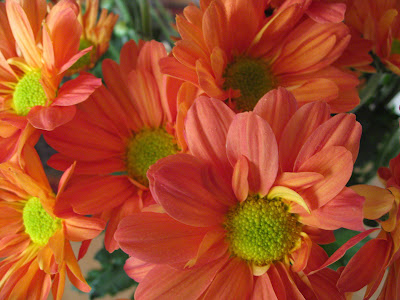 margaritas-con-los-petalos-de-color-naranja