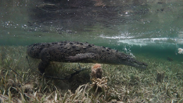 Crocodile swimms fast