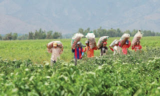  Día del Agricultor: ¿Qué coberturas y beneficios existen para mitigar el riesgo en su actividad?