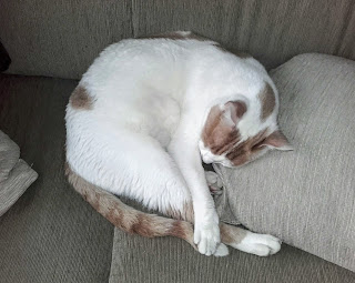 sleeping white and brown cat