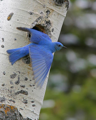 Little bird on the tree - photoforu.blogspot.com