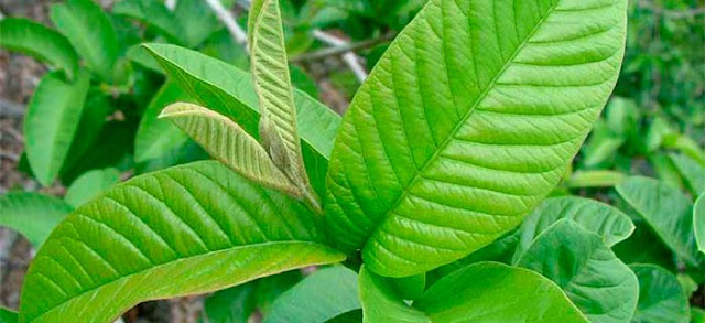 Las hojas de guayaba pueden detener el 100% de la pérdida del cabello y hacerlo crecer como loco