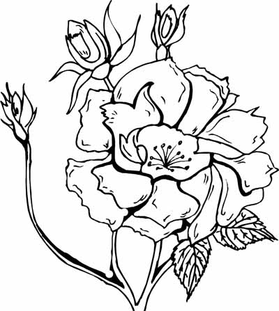 flower coloring pages