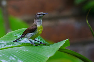 A Bathing Purple rumped Sunbird photographed in Colombo, Sri Lanka